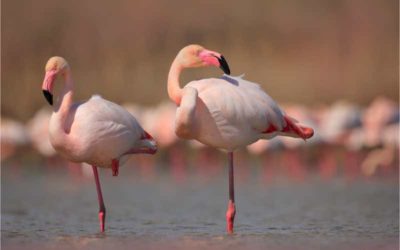 Coto Doñana: feiten en fabels