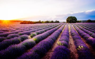 Tussen de lavendel in Brihuega